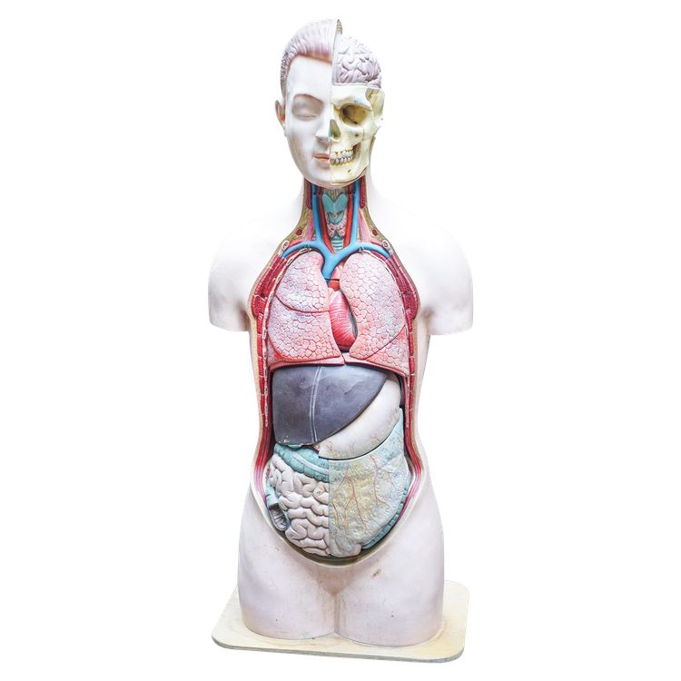 L'ECORCHÉ Medizinischer anatomischer Torso