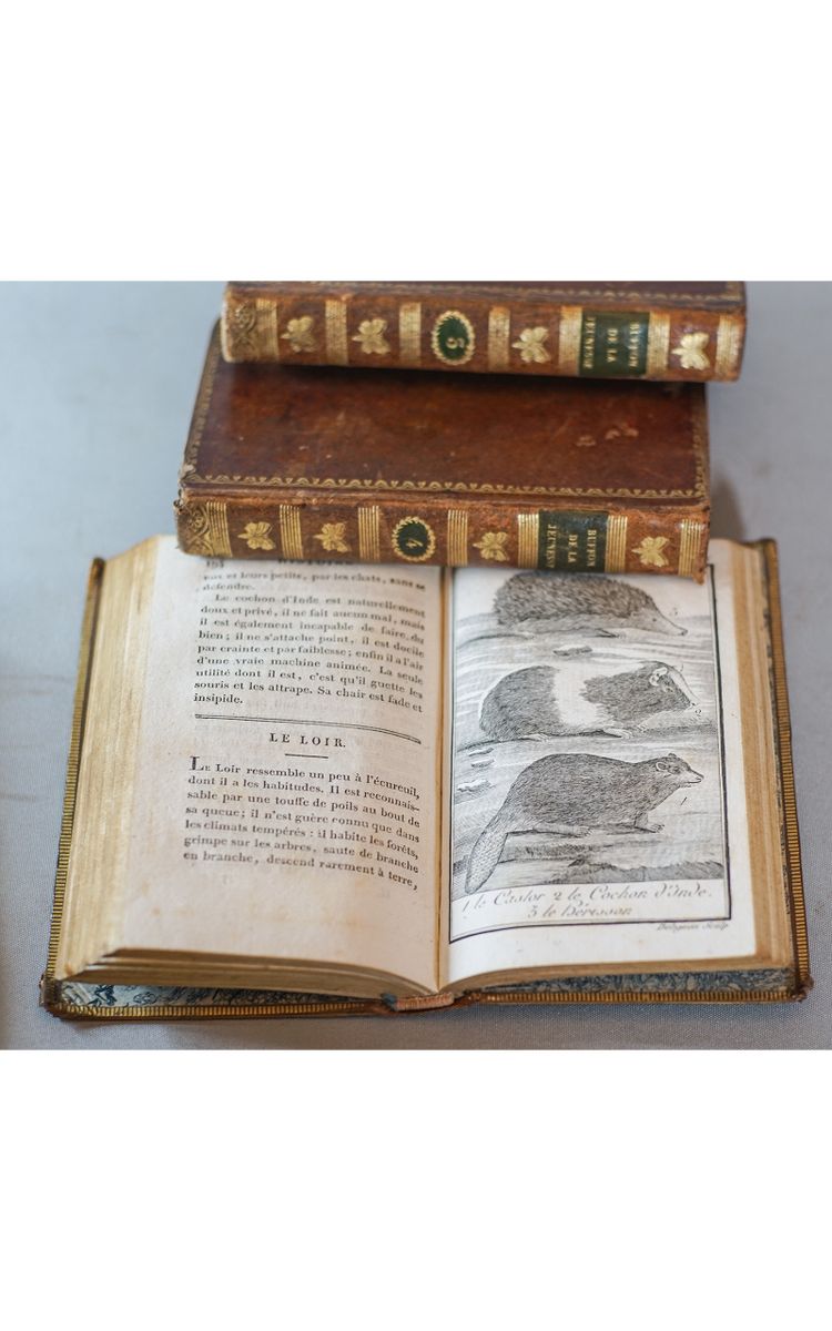 Le BUFFON de la jeunesse, Précis élémentaire d’ HISTOIRE NATURELLE 4 vol. 1822