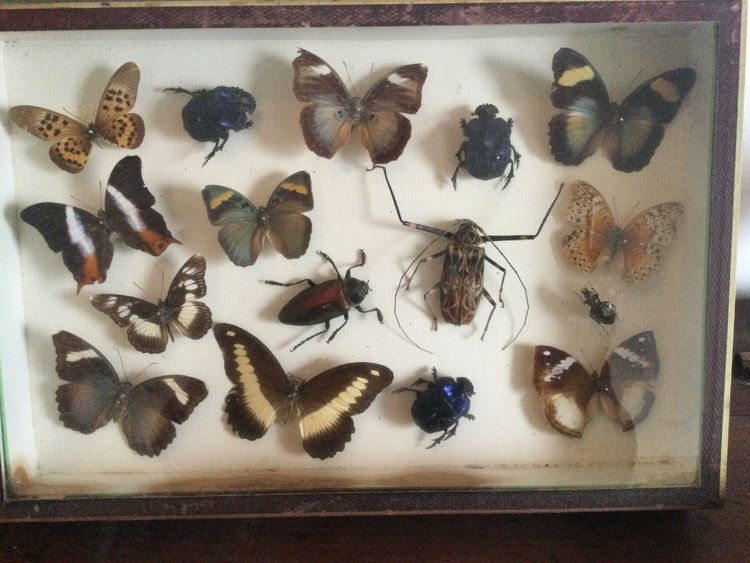 Boîte à papillons 