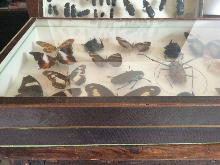 Boîte à papillons 
