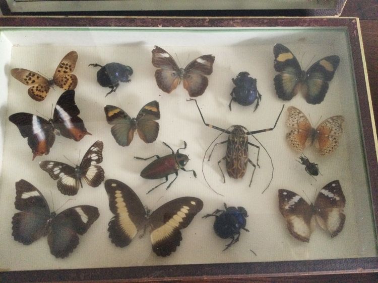 Boîte à papillons 