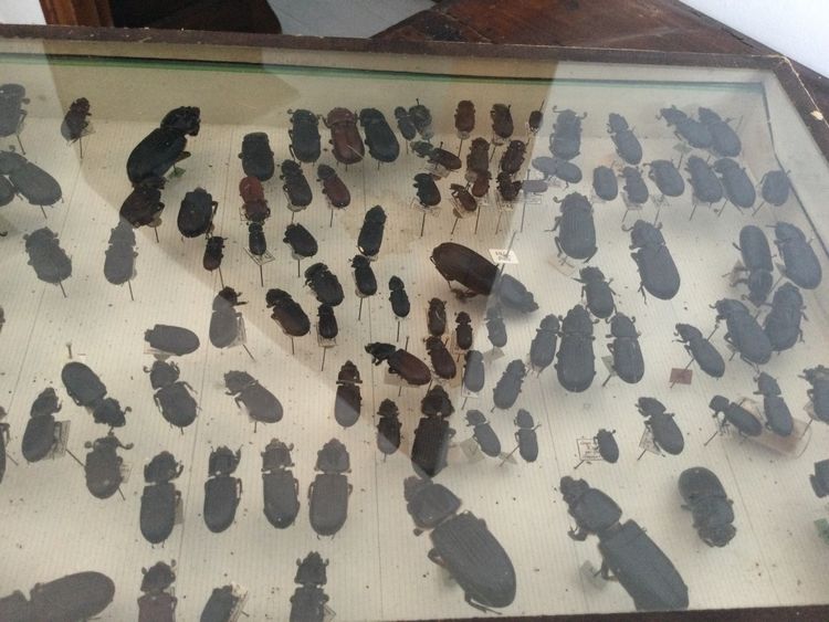 Entomology box