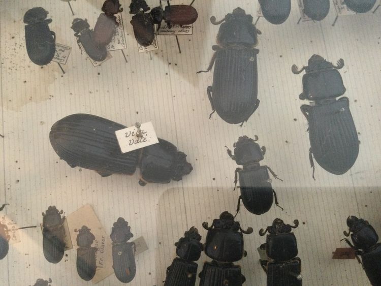 Entomology box