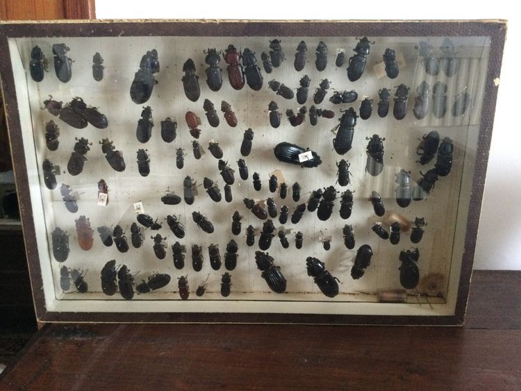 Entomology box