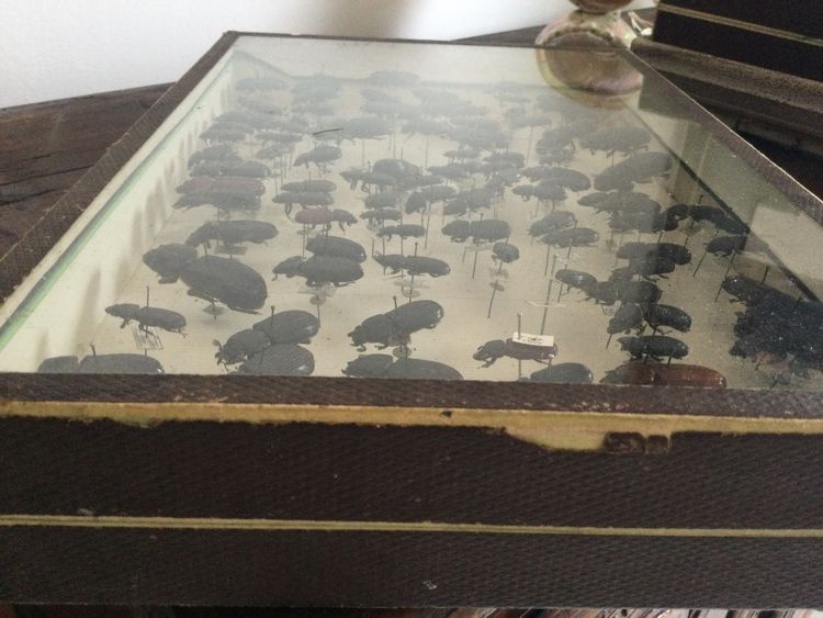 Entomology box