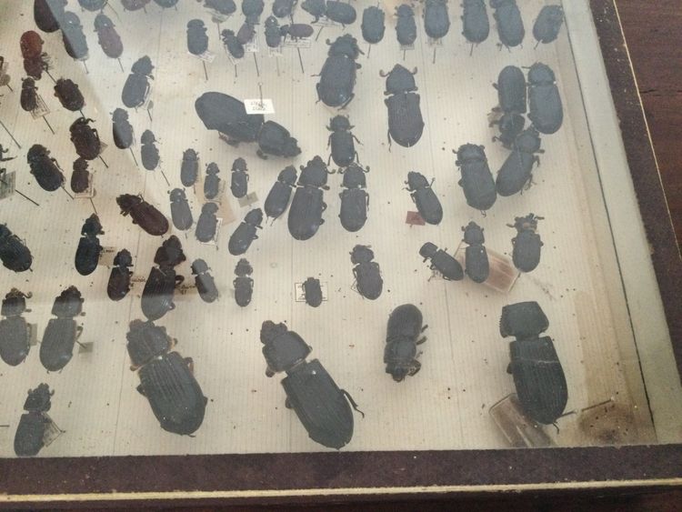 Entomology box
