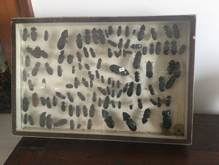 Entomology box