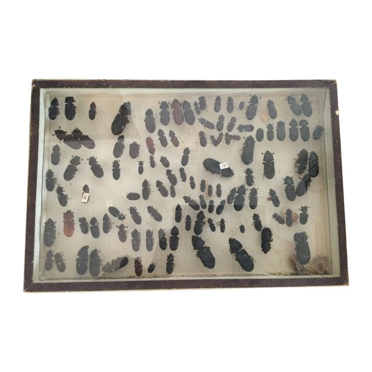 Entomology box