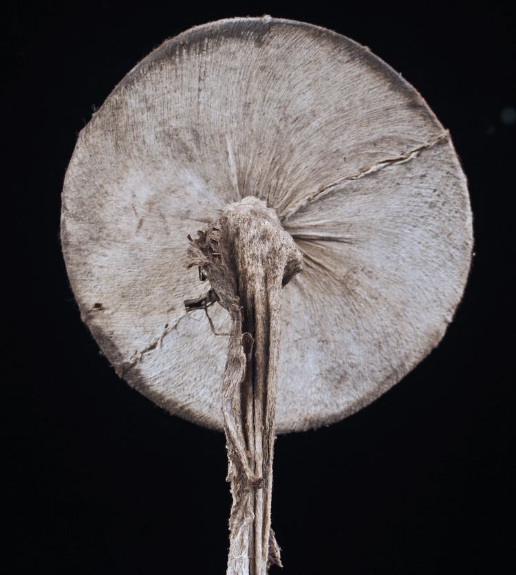 Baining-Kostüm, Stammeskunst, Ozeanische Kunst, Ozeanien, Frühe Neuzeit, Papua-Neuguinea, 133 cm