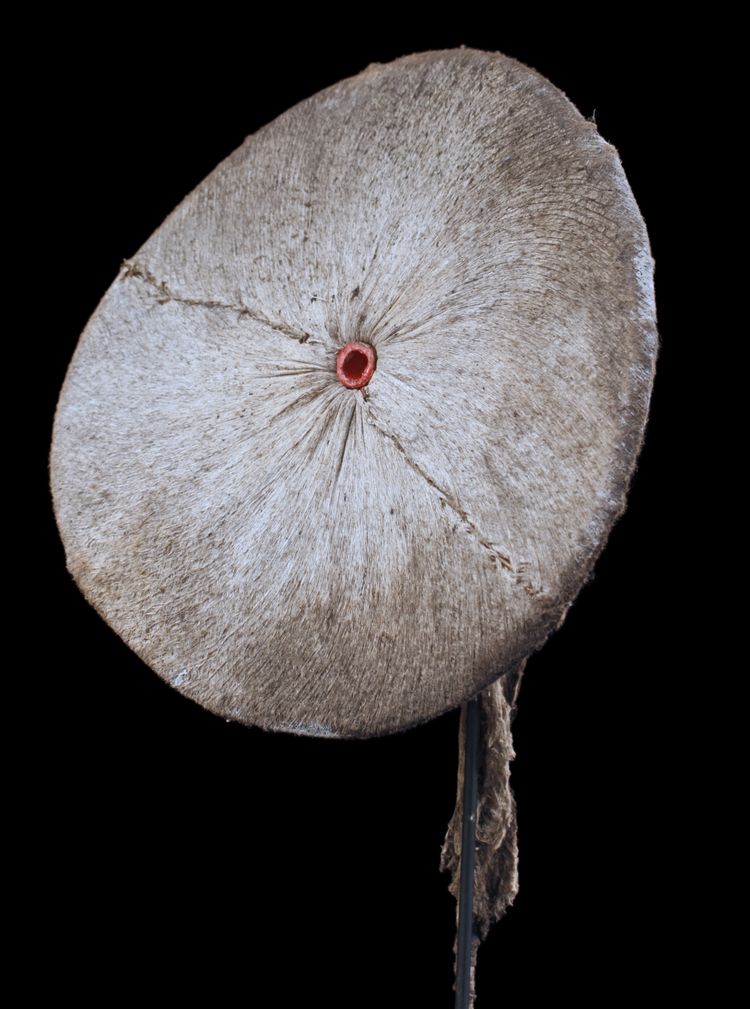 Baining-Kostüm, Stammeskunst, Ozeanische Kunst, Ozeanien, Frühe Neuzeit, Papua-Neuguinea, 133 cm