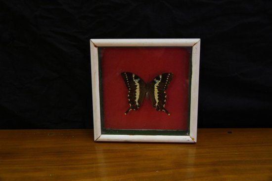 Papillon Sous Verre