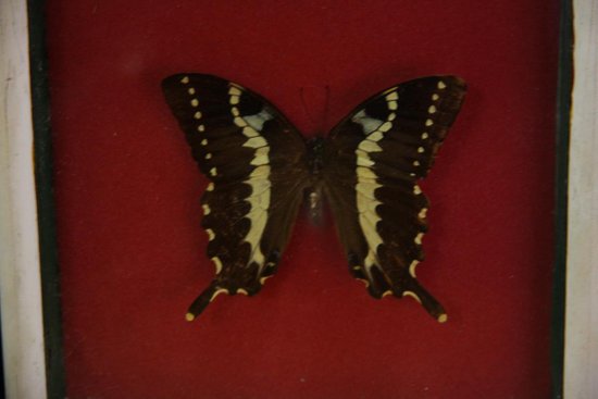 Papillon Sous Verre