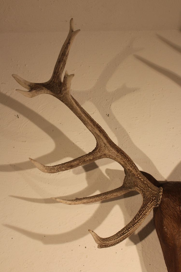  Tête de cerf en bois