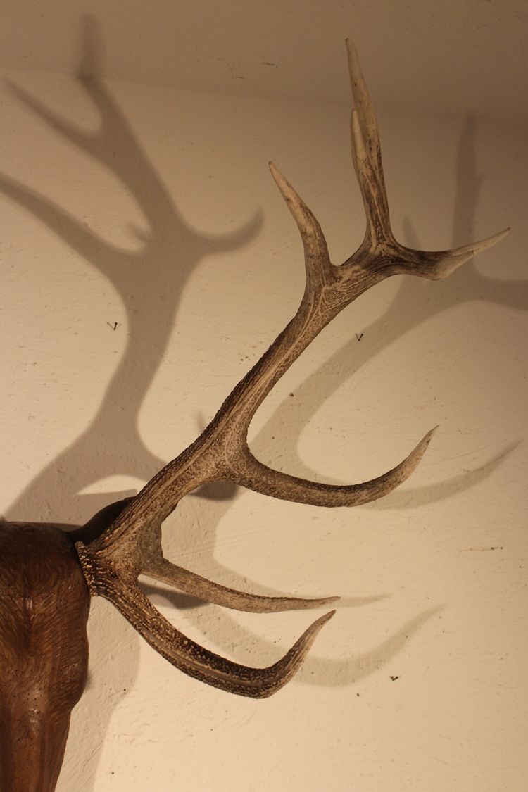  Tête de cerf en bois