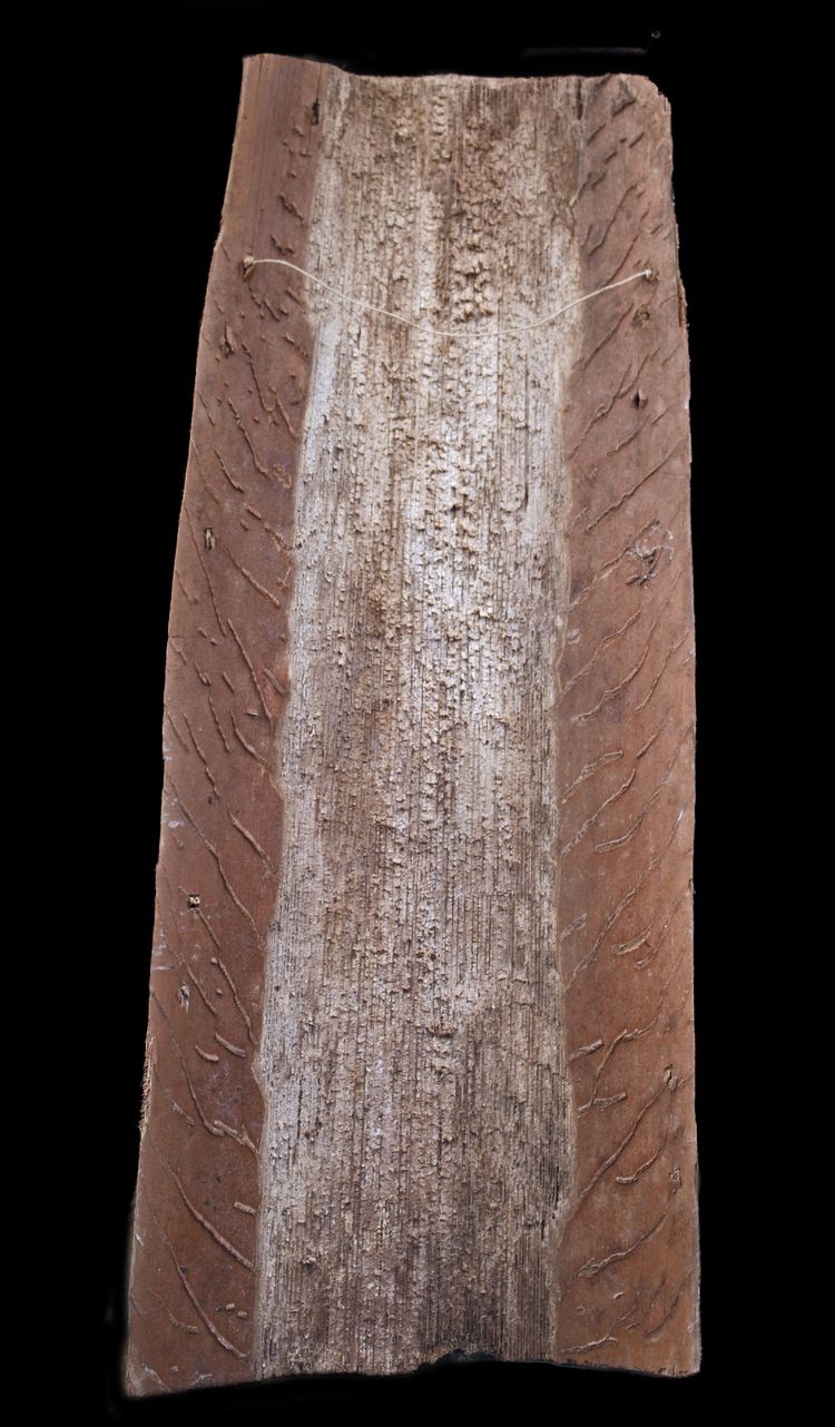 Bemalte Rinde, Ozeanische Kunst, Frühe Kunst, Stammeskunst, Gemälde, Ozeanien, Pazifik, 69 cm