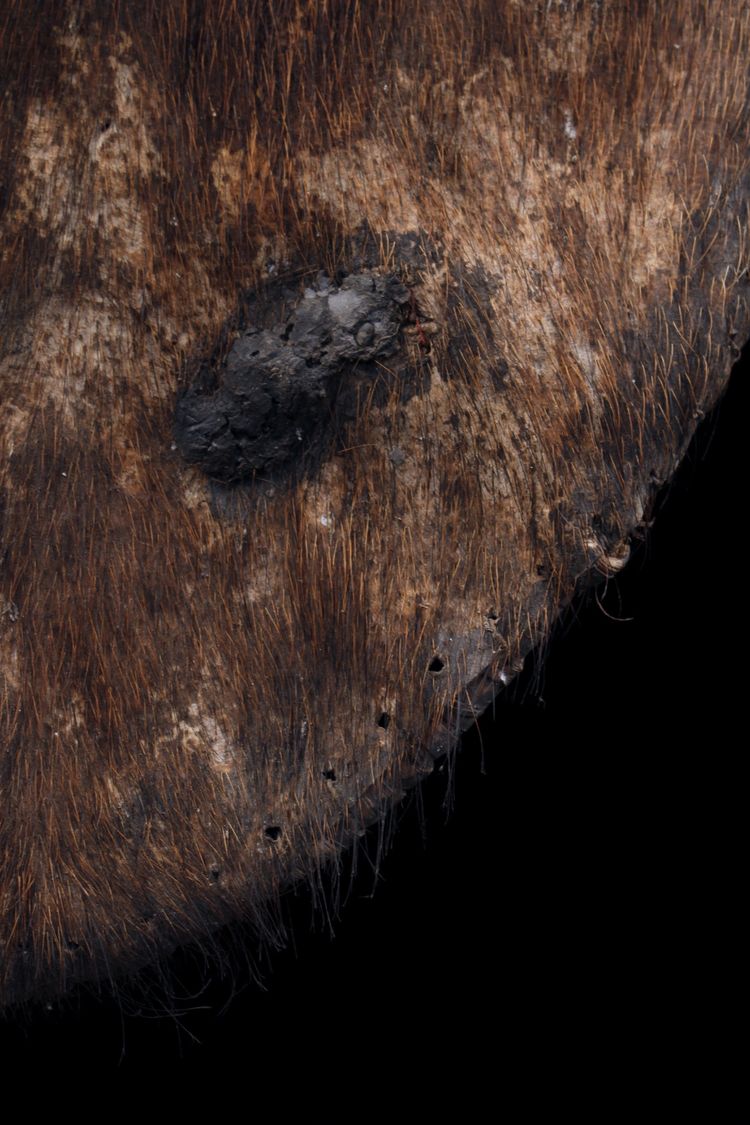 Hautschild, Stammeskunst, Erste Künste, Ozeanien, Papua-Neuguinea, 74 cm
