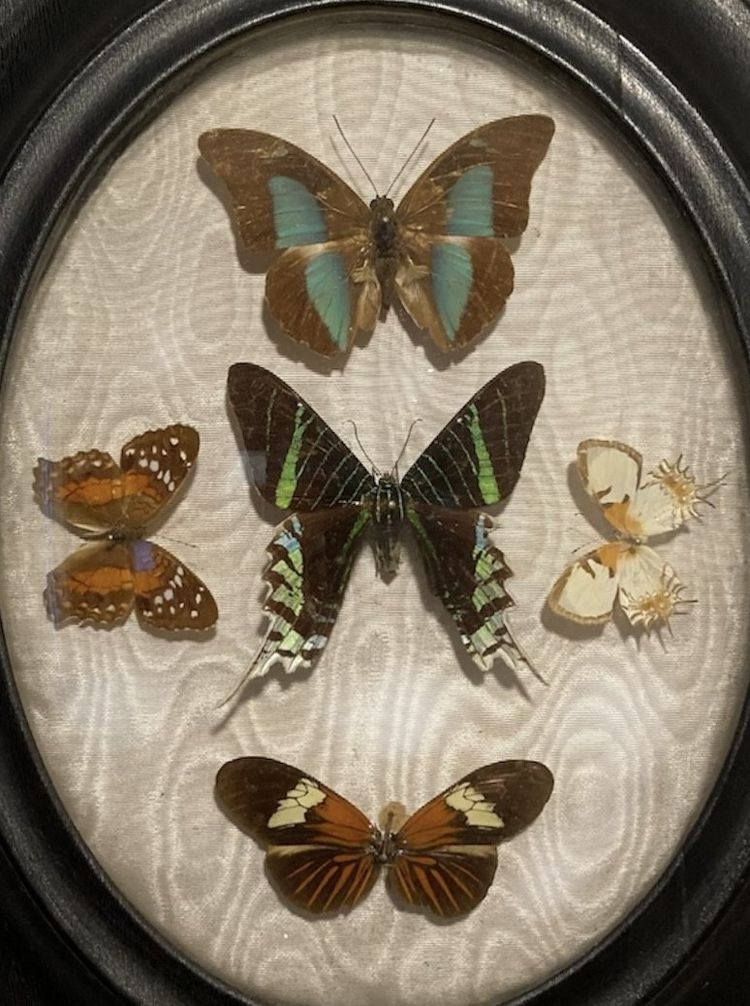 Butterflies entomological collection