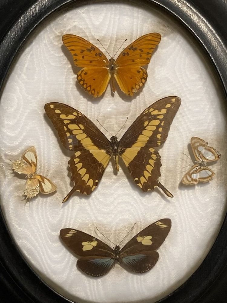 Butterflies entomological collection