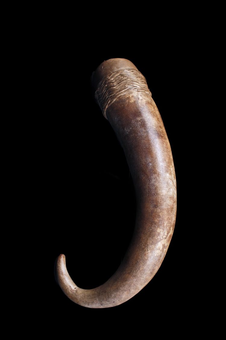 Körperschmuck, Traditionell, Tribal Art, Ozeanische Kunst, Ozeanien, Papua-Neuguinea, 23 cm