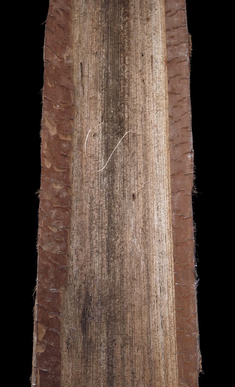 Bemalte Rinde, Ozeanische Kunst, Frühe Kunst, Stammeskunst, Gemälde, Ozeanien, Pazifik, 139 cm