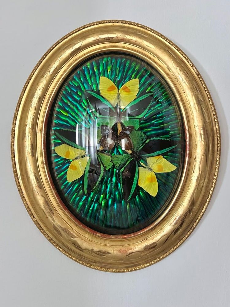 Ovaler Rahmen Holz Vergoldet Blatt Gold - Cabinet Curiosités - Schmetterlinge - Napoleon III - 19.