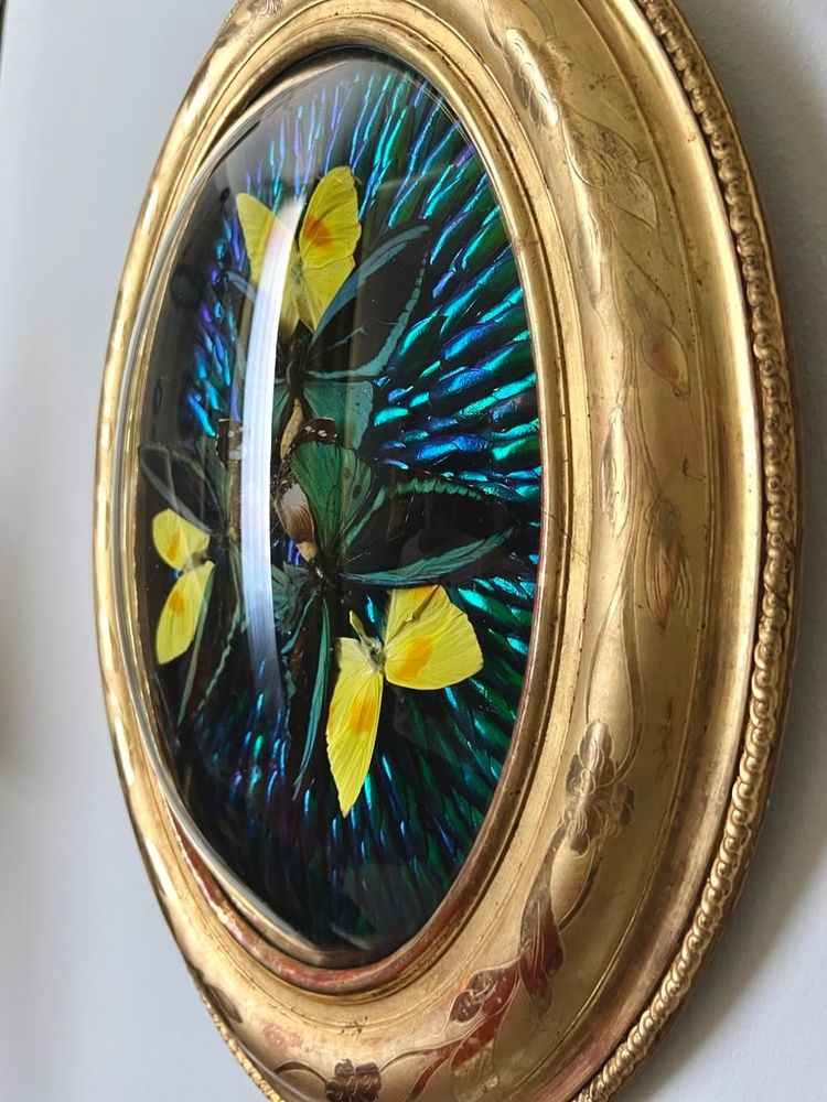 Ovaler Rahmen Holz Vergoldet Blatt Gold - Cabinet Curiosités - Schmetterlinge - Napoleon III - 19.