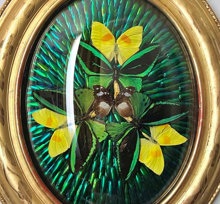 Ovaler Rahmen Holz Vergoldet Blatt Gold - Cabinet Curiosités - Schmetterlinge - Napoleon III - 19.