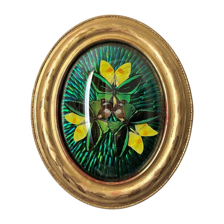 Ovaler Rahmen Holz Vergoldet Blatt Gold - Cabinet Curiosités - Schmetterlinge - Napoleon III - 19.