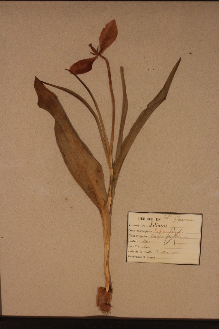 Ensemble d'herbiers