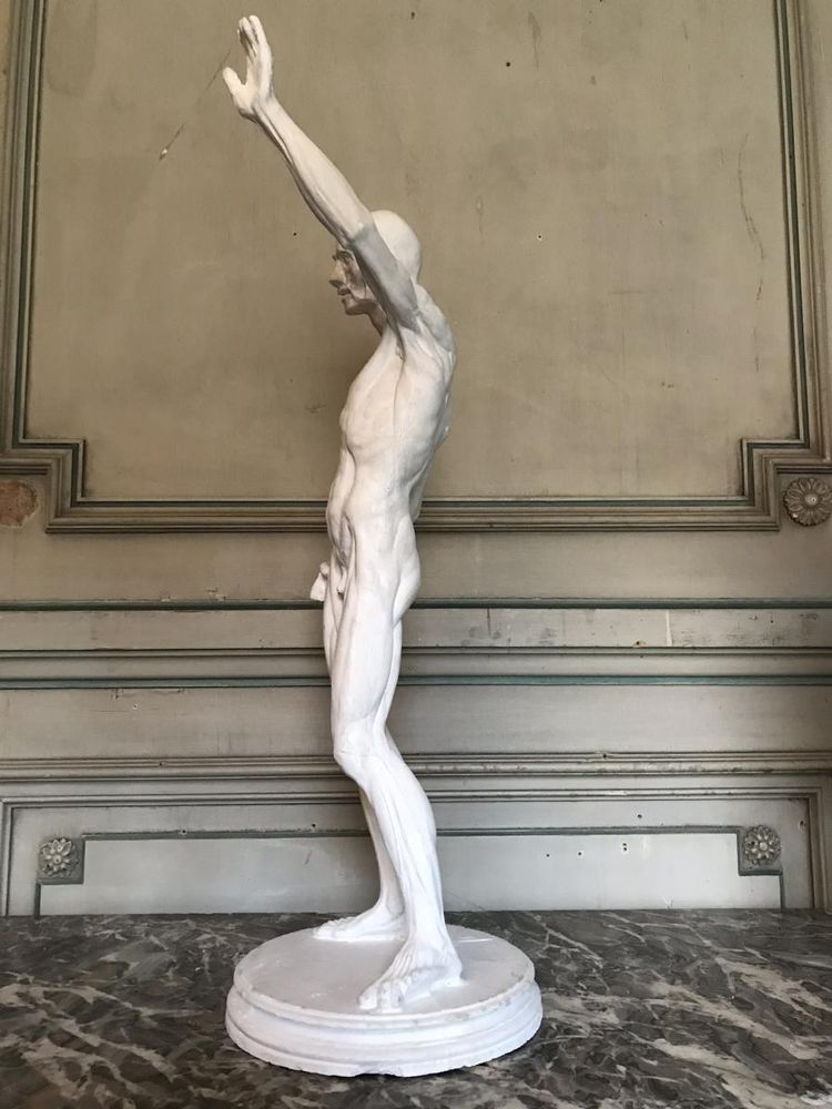 Scorticato e ricoperto di gesso