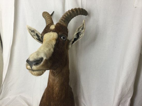 Blesbok or White-fronted Damalisque