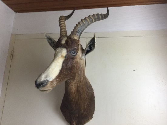 Blesbok or White-fronted Damalisque