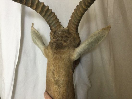 Blesbok or White-fronted Damalisque