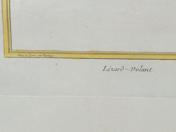 Gravure XVIIIe F.N MARTINET - Collabore aux  œuvres de BUFFON  et  BRISSON- Le LÉZARD VOLANT