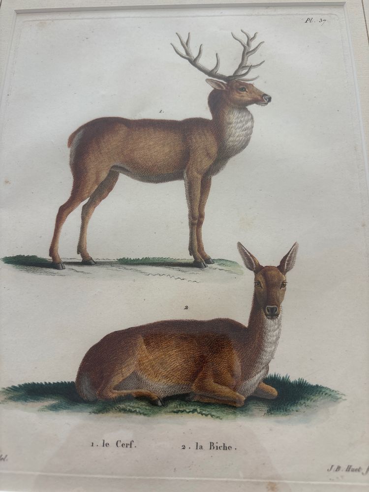 Gravure ancienne 