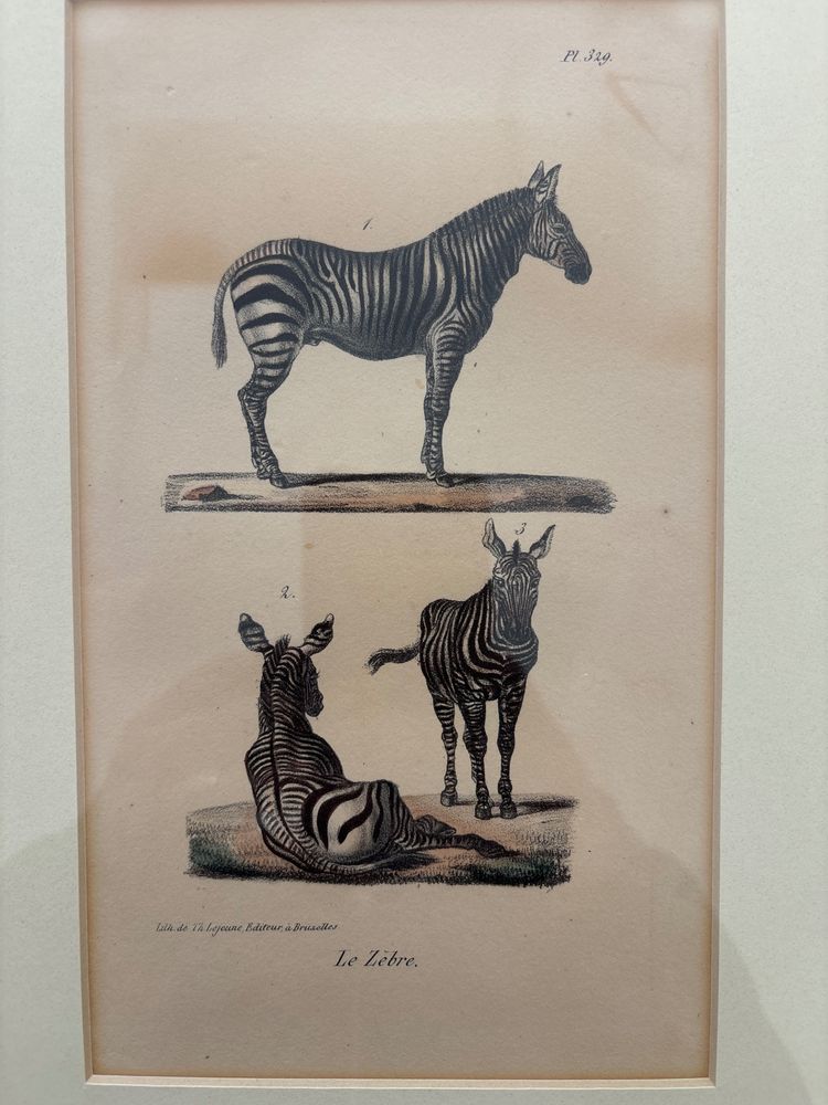 Planche , gravure couple de zèbre datant de 1808. 