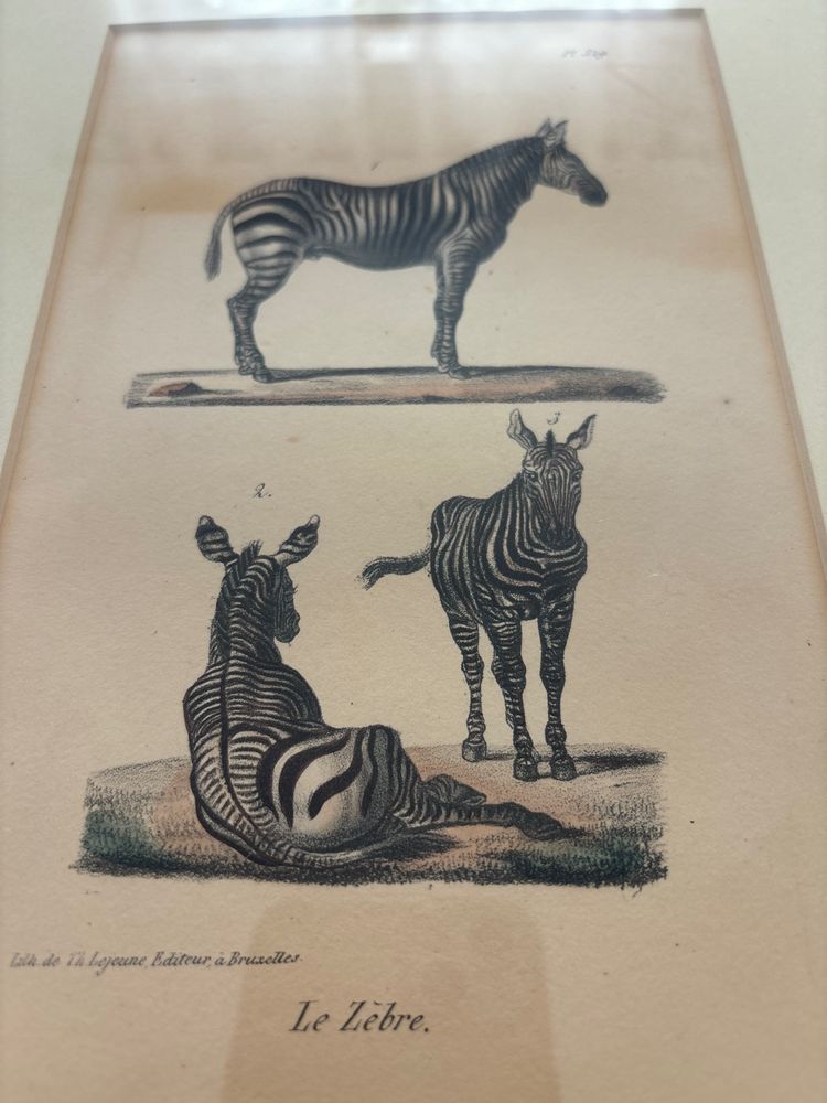 Planche , gravure couple de zèbre datant de 1808. 