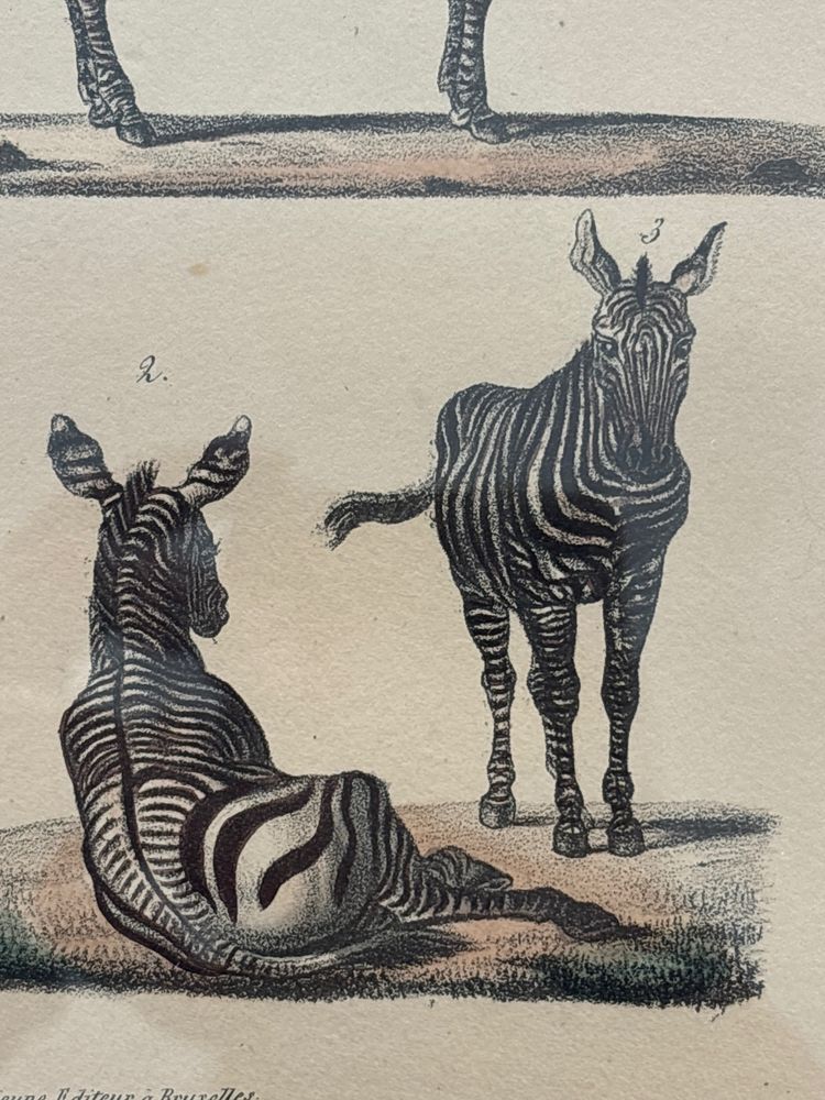 Planche , gravure couple de zèbre datant de 1808. 