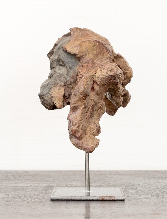 Testa di orango