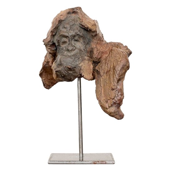 Testa di orango