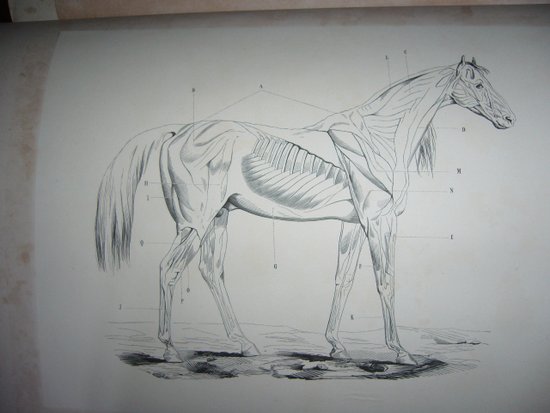 Auf Reiten und Gestüten von Graf Savary de Lancosmes- Breves 1843