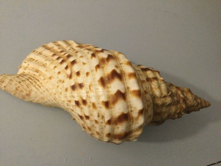 Two shells, Triton Charonia Tritonis