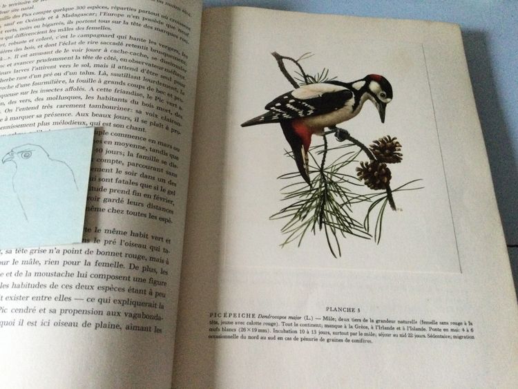 Due libri sugli uccelli