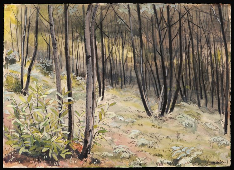 Marcelle Ladeuil, Undergrowth In A Birch Forest