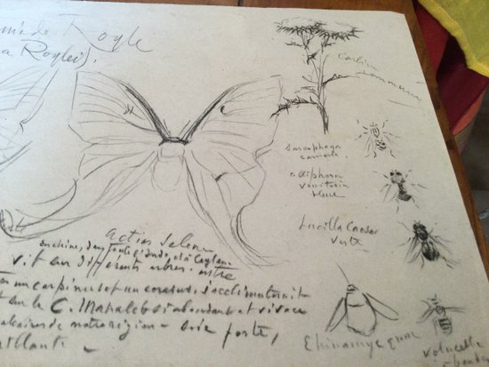 Drawing by René Hérisson