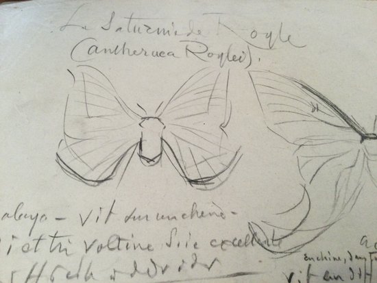 Drawing by René Hérisson