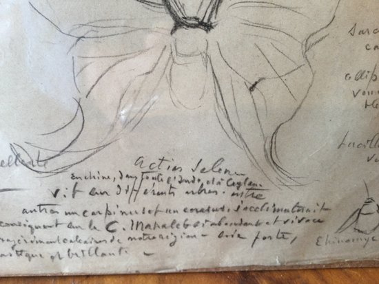 Drawing by René Hérisson