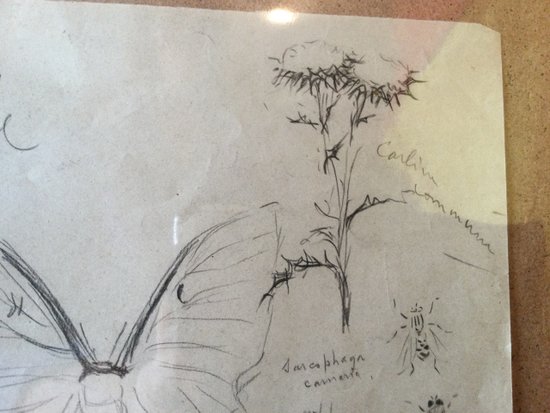 Drawing by René Hérisson