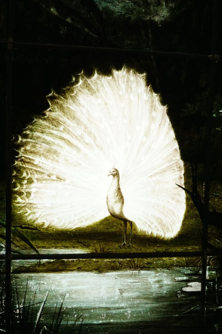 Vitrail - Vitraux - Paon clair-obscur