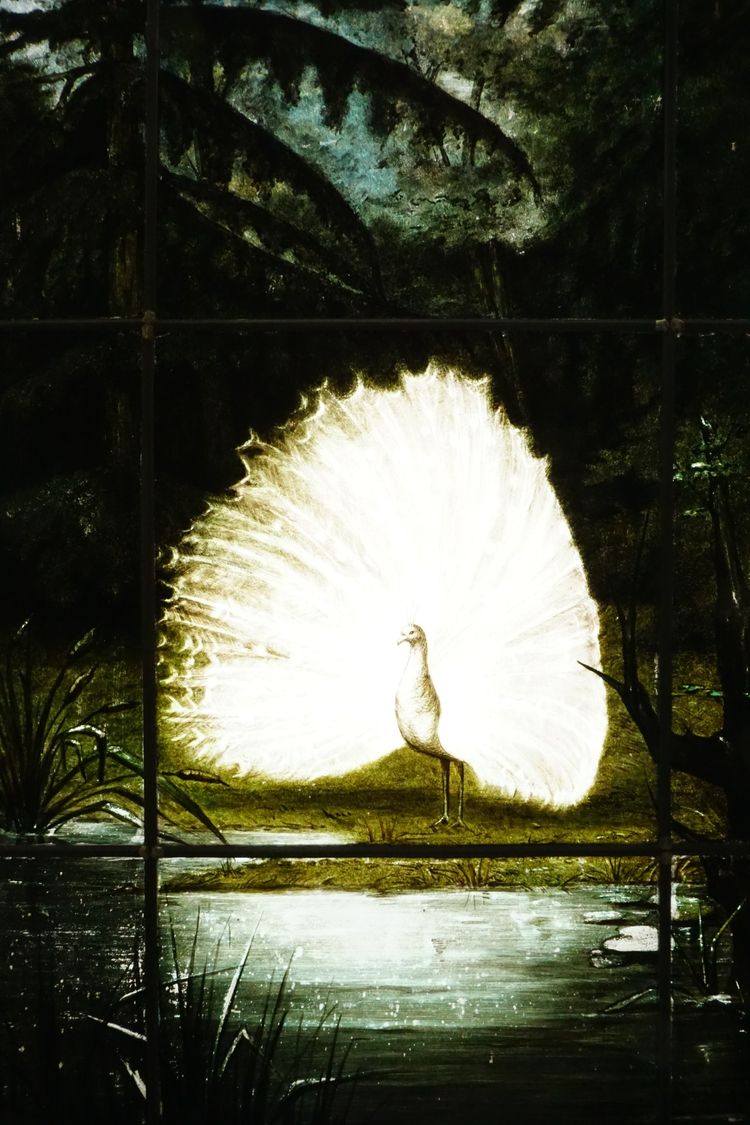 Vitrail - Vitraux - Paon clair-obscur